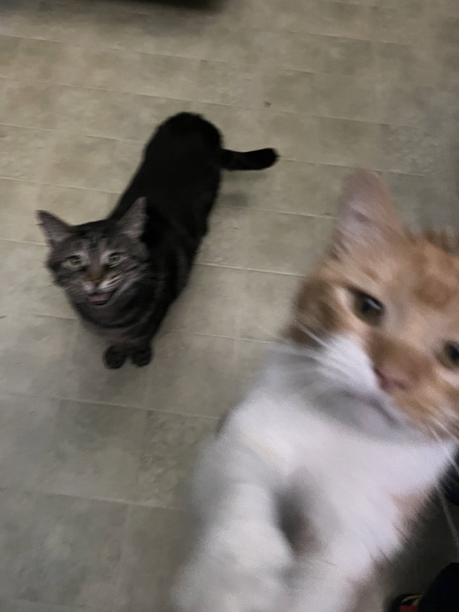 the breakfast brigade is here