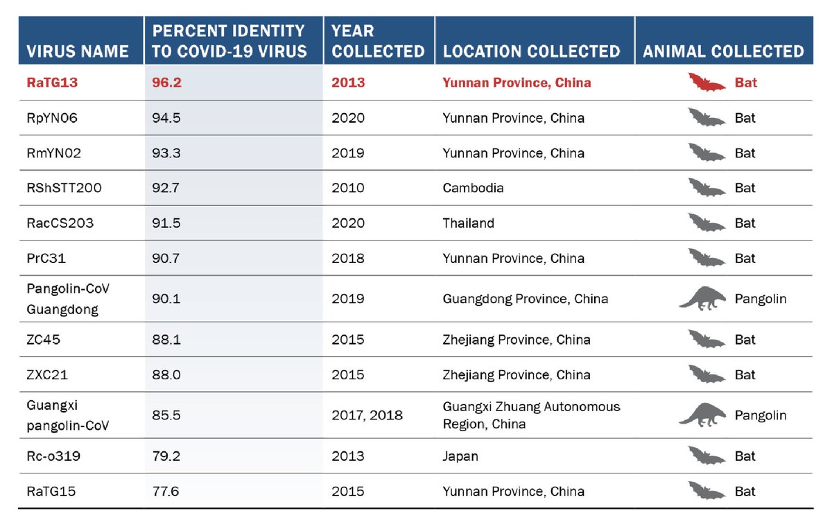 These coronaviruses like COVID circulate in the wild all over Asia. We only know about some of them.
They recombine and jump species ALL THE TIME. 
That’s why scientists study them- to make drugs and vaccines to protect us #COVIDー19 #SARSCoV2 #COVID_19 #COVID