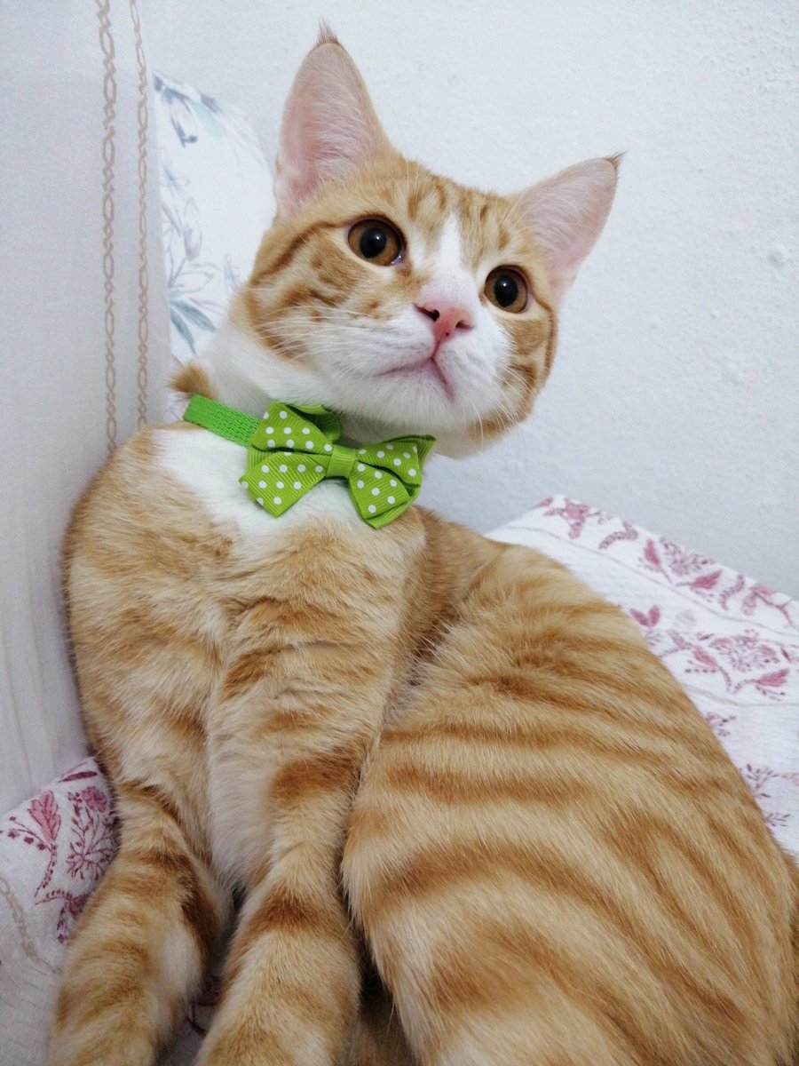 1 senedir finansal destegi oldugum kedimiz Balpetege destek olmak ister misiniz? Sindirim sorunlari ve parazit problemi yasiyor uzun zamandir. Veteriner masraflarini iki ogrenci olarak karsilamakta zorluk cekiyoruz. 1 kahve parasi kadar desteginiz bile bizim icin cok degerli 🩵