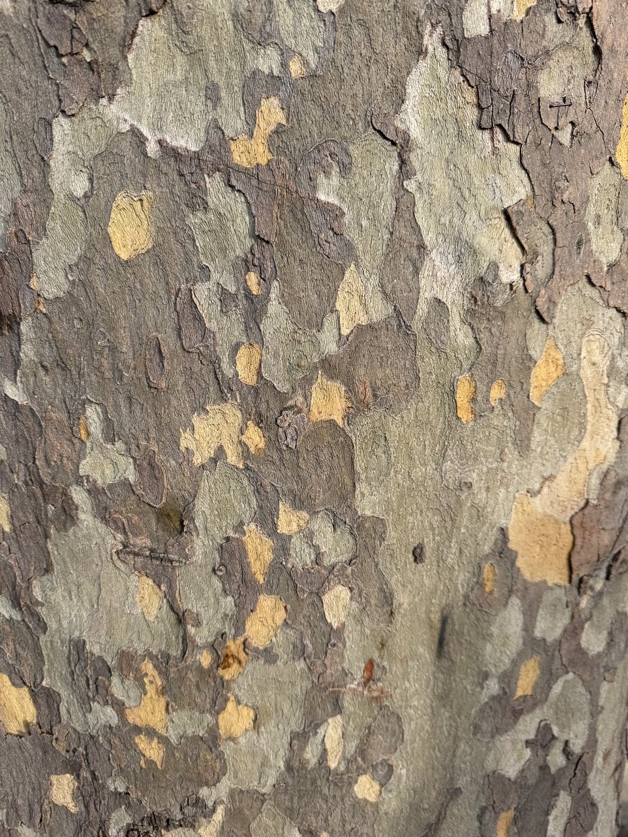 Sue Kent (@suekentathome) on Twitter photo Arrived in London for tomorrowās Garden media guild awards shindig at the Savoy <a href="/GdnMediaGuild/">Garden Media Guild</a> but today Iām wondering around London admiring the texture on the Plane trees and heading to the National Gallery Arrived in London for tomorrowās Garden media guild awards shindig at the Savoy <a href="/GdnMediaGuild/">Garden Media Guild</a> but today Iām wondering around London admiring the texture on the Plane trees and heading to the National Gallery