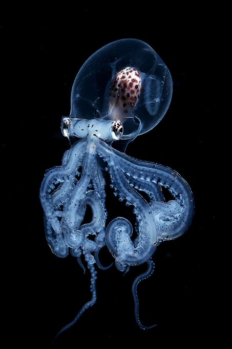 Rainmaker1973's tweet photo. Photographer Wu Yung-sen has been deep sea diving and photographing marine life for four years. 

On a blackwater dive—unable to see the bottom and surrounded by impenetrable space—he chanced upon a rare larval Wunderpus octopus, totally transparent. https://t.co/xZm2S4dMtd