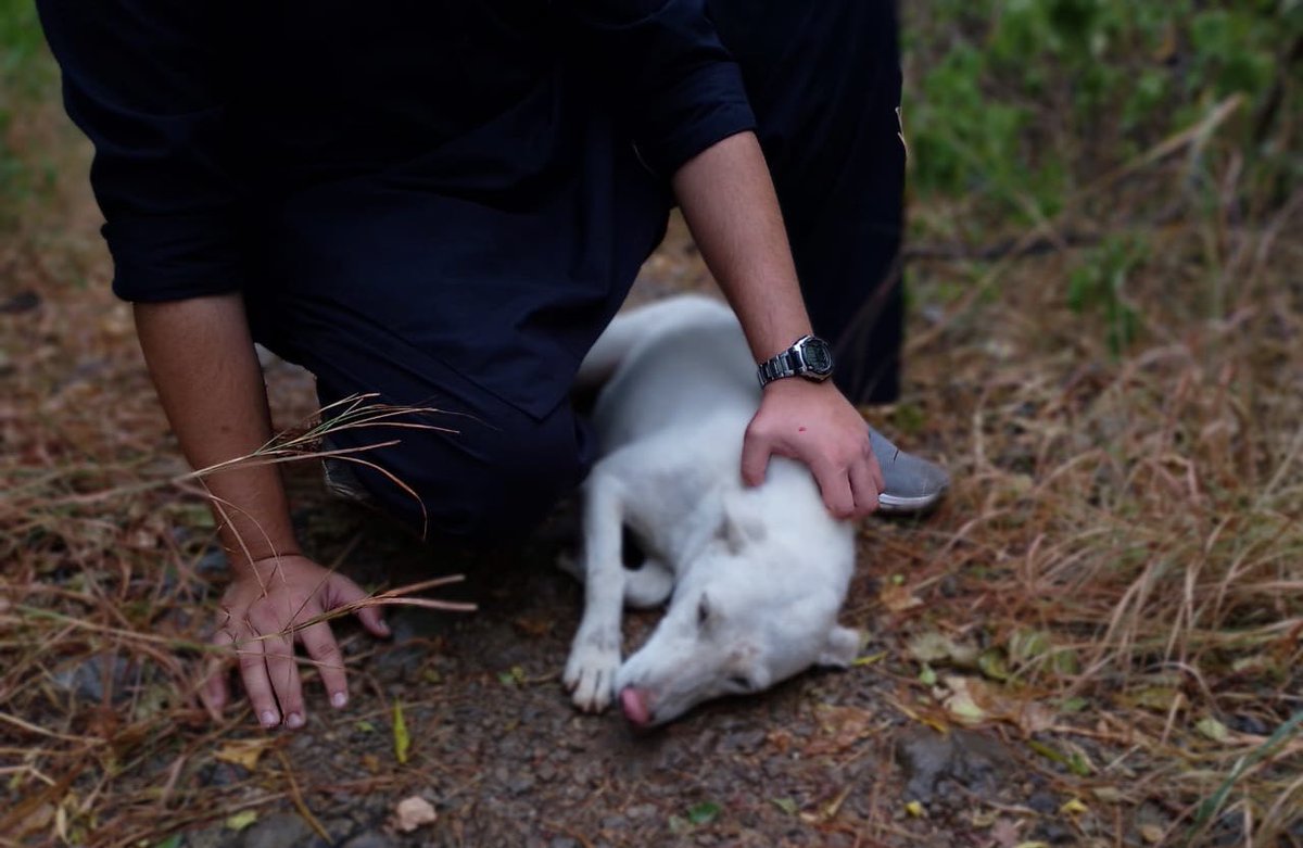 Poke Plastic tweet media