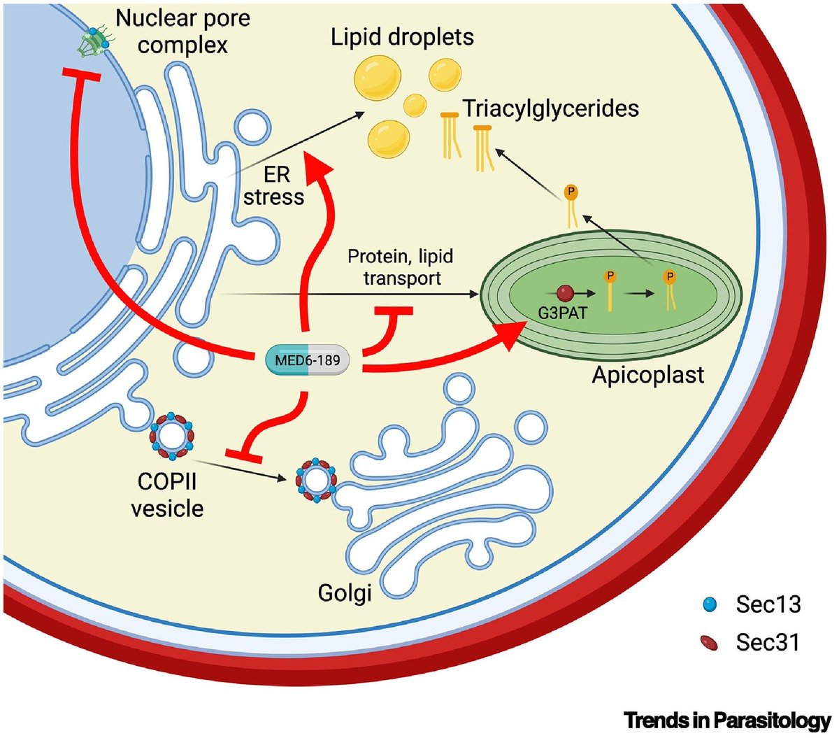 Trends in Parasitology (@trendsparasitol) on Twitter photo Drs <a href="/SophieLCollier/">Sophie Collier</a> & <a href="/sturalph/">Stuart Ralph</a> highlight <a href="/KarineLeRoch1/">Karine Le Roch</a> & colleaguesâ recent <a href="/ScienceMagazine/">Science Magazine</a> article on an #endomembrane disrupting #antimalarial. #Plasmodium #Malaria #Kalihinol #Apicoplast #ER <a href="/UniMelb/">University of Melbourne</a> <a href="/UCRiverside/">UC Riverside</a>
authors.elsevier.com/a/1k7zB5Eb1xJI⊠Drs <a href="/SophieLCollier/">Sophie Collier</a> & <a href="/sturalph/">Stuart Ralph</a> highlight <a href="/KarineLeRoch1/">Karine Le Roch</a> & colleaguesâ recent <a href="/ScienceMagazine/">Science Magazine</a> article on an #endomembrane disrupting #antimalarial. #Plasmodium #Malaria #Kalihinol #Apicoplast #ER <a href="/UniMelb/">University of Melbourne</a> <a href="/UCRiverside/">UC Riverside</a>
authors.elsevier.com/a/1k7zB5Eb1xJIâŠ