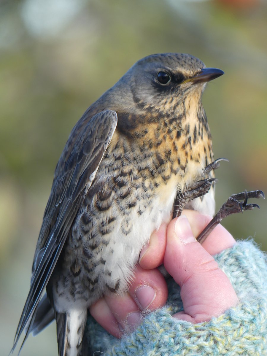Motioning at the Stanhoe Orchard today resulted in 28 birds, with Thrushes represented by 14 Blackbird, 6 Fieldfare and 5 Redwing. <a href="/_BTO/">BTO</a> <a href="/WhinHillCider/">Whin Hill  Norfolk Cider Ltd</a>