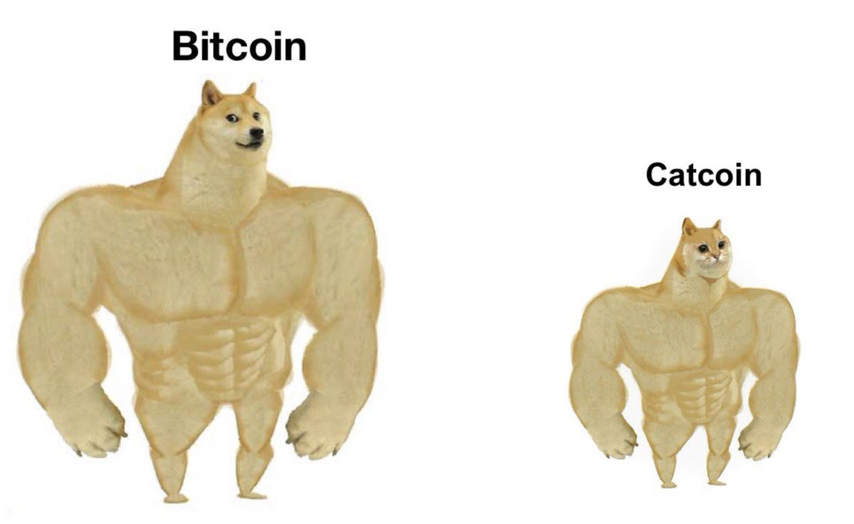 catcoin's tweet image. Magic. Internet. Money.