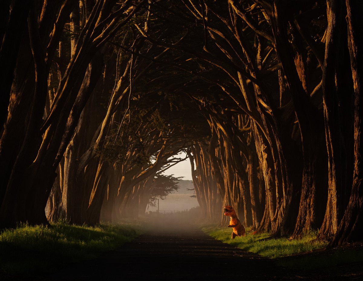 Finding Rex tweet media