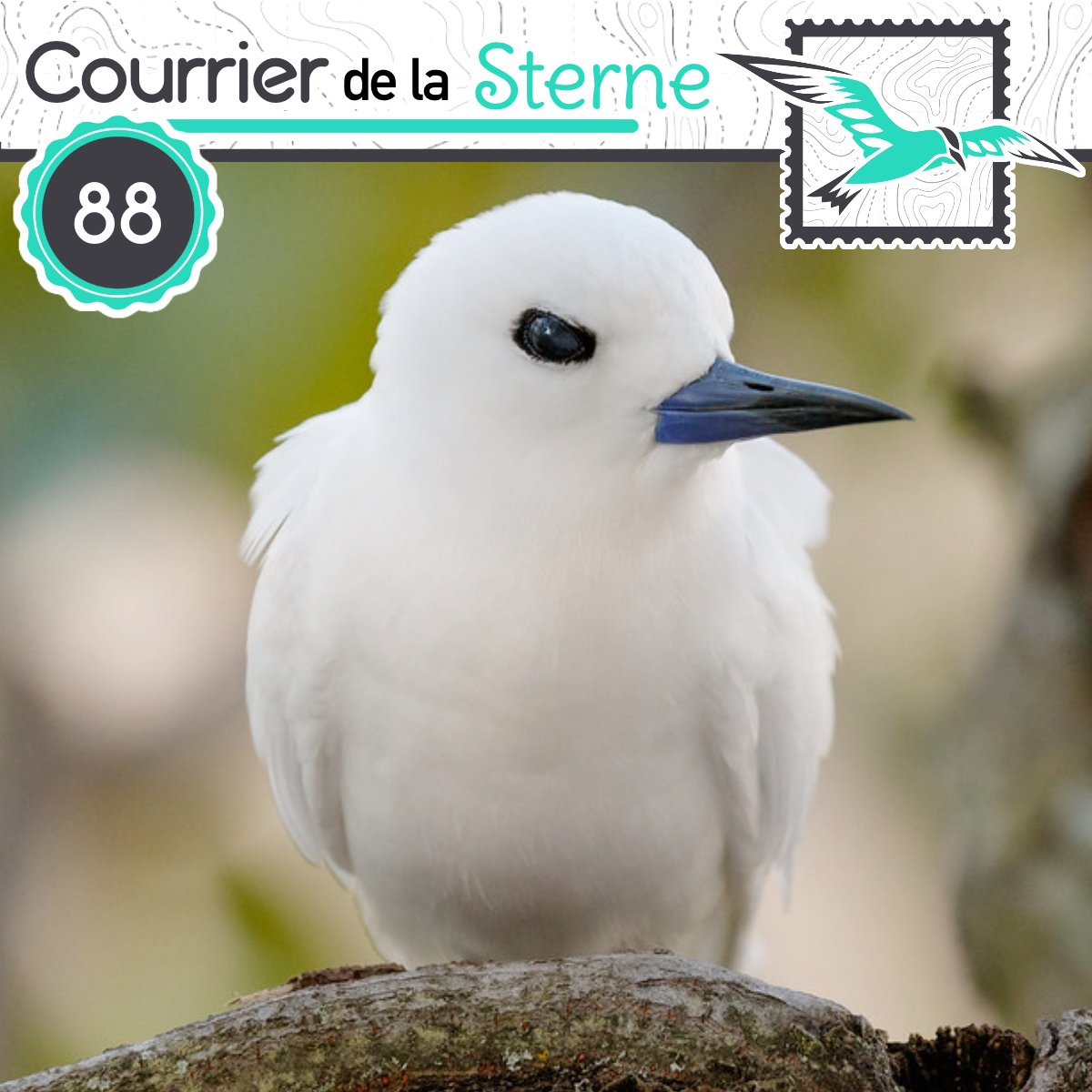 Le Courrier de la Sterne (@podcdls) on Twitter photo Le Courrier de la Sterne est de retour pour un nouvel épisode où on parle de nids artificiels chez les Manchots et de...ah ben non en fait, l'autre oiseau, il en fait pas 😄
Bonne écoute à tous !! N'hésitez pas à partager l'émission ! (liens ci-dessous) ⤵️ Le Courrier de la Sterne est de retour pour un nouvel épisode où on parle de nids artificiels chez les Manchots et de...ah ben non en fait, l'autre oiseau, il en fait pas 😄
Bonne écoute à tous !! N'hésitez pas à partager l'émission ! (liens ci-dessous) ⤵️
