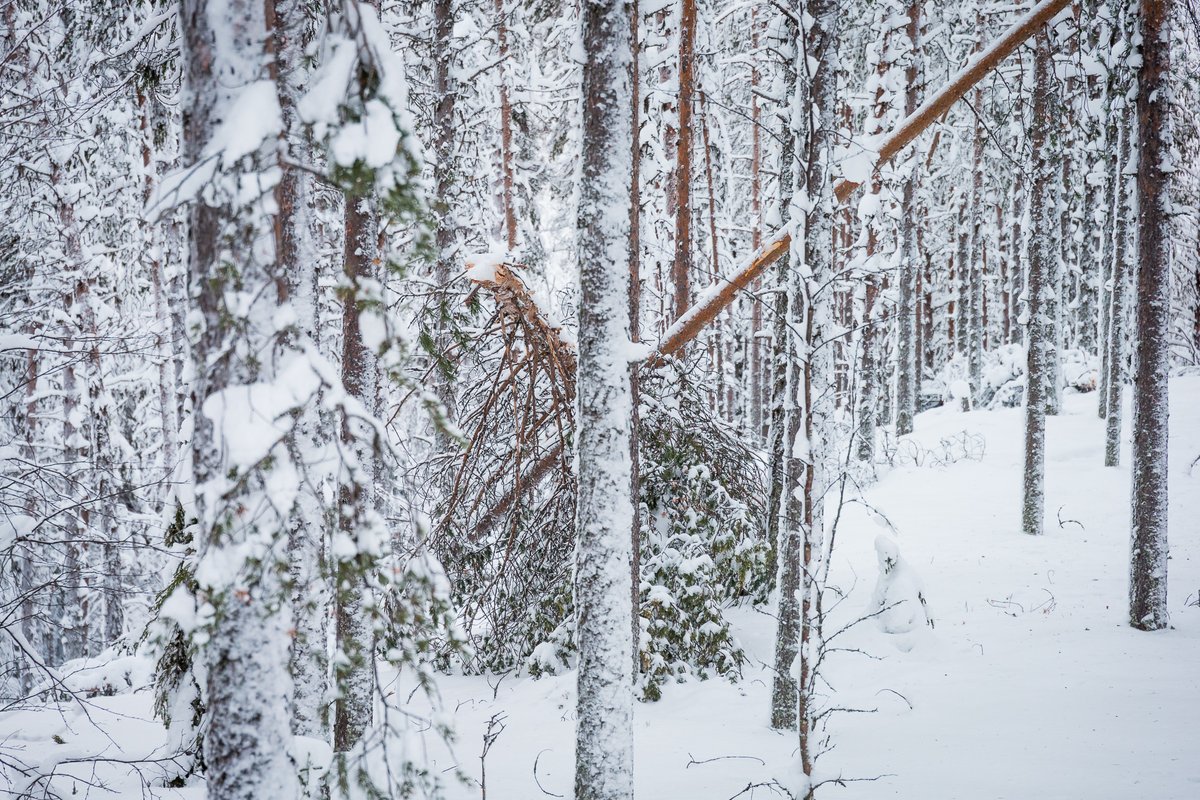 Drabbades din skog av stormskador efter stormen Jari? Kontakta då din lokala skogsvårdsinstruktör och meddela plats och omfattning av skadorna. Kontaktuppgifterna hittar du här: svf.fi/sv/osterbotten…

📸 Ville Saukkoriipi
