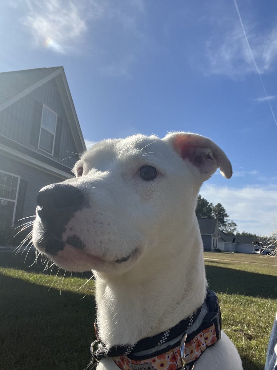 LolaPatolla's tweet photo. Pals!
We have a couple pups on the way but then we may have ta close for intake until some of our pups find homes.
The Coop is full &amp; we literally have no room.
If you have room in your ❤️ or 🏡please check out our available pups!
Adoption fee reduced!
We transport nationwide! https://t.co/9luFBrMgBH