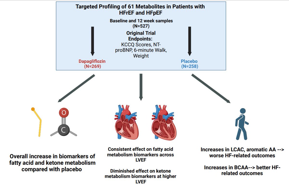 Circ: Heart Failure (@circhf) on Twitter photo SGLT2i demonstrate common (fatty acid) and distinct (ketogenic) metabolic signatures across the LVEF spectrum <a href="/senthil_selv/">Senthil Selvaraj, MD, MS, MA</a> <a href="/SvatiShah/">Svati Shah</a> <a href="/MkosiborodMD/">Mikhail Kosiborod</a>
<a href="/DukeHeartCenter/">Duke Heart</a> <a href="/MidAmericaHeart/">Saint Luke's Mid America Heart Institute</a> <a href="/HFpEF/">Sanjiv J. Shah, MD</a>
<a href="/bborlaugmd/">@bborlaugmd</a>
ahajournals.org/doi/full/10.11… SGLT2i demonstrate common (fatty acid) and distinct (ketogenic) metabolic signatures across the LVEF spectrum <a href="/senthil_selv/">Senthil Selvaraj, MD, MS, MA</a> <a href="/SvatiShah/">Svati Shah</a> <a href="/MkosiborodMD/">Mikhail Kosiborod</a>
<a href="/DukeHeartCenter/">Duke Heart</a> <a href="/MidAmericaHeart/">Saint Luke's Mid America Heart Institute</a> <a href="/HFpEF/">Sanjiv J. Shah, MD</a>
<a href="/bborlaugmd/">@bborlaugmd</a>
ahajournals.org/doi/full/10.11…