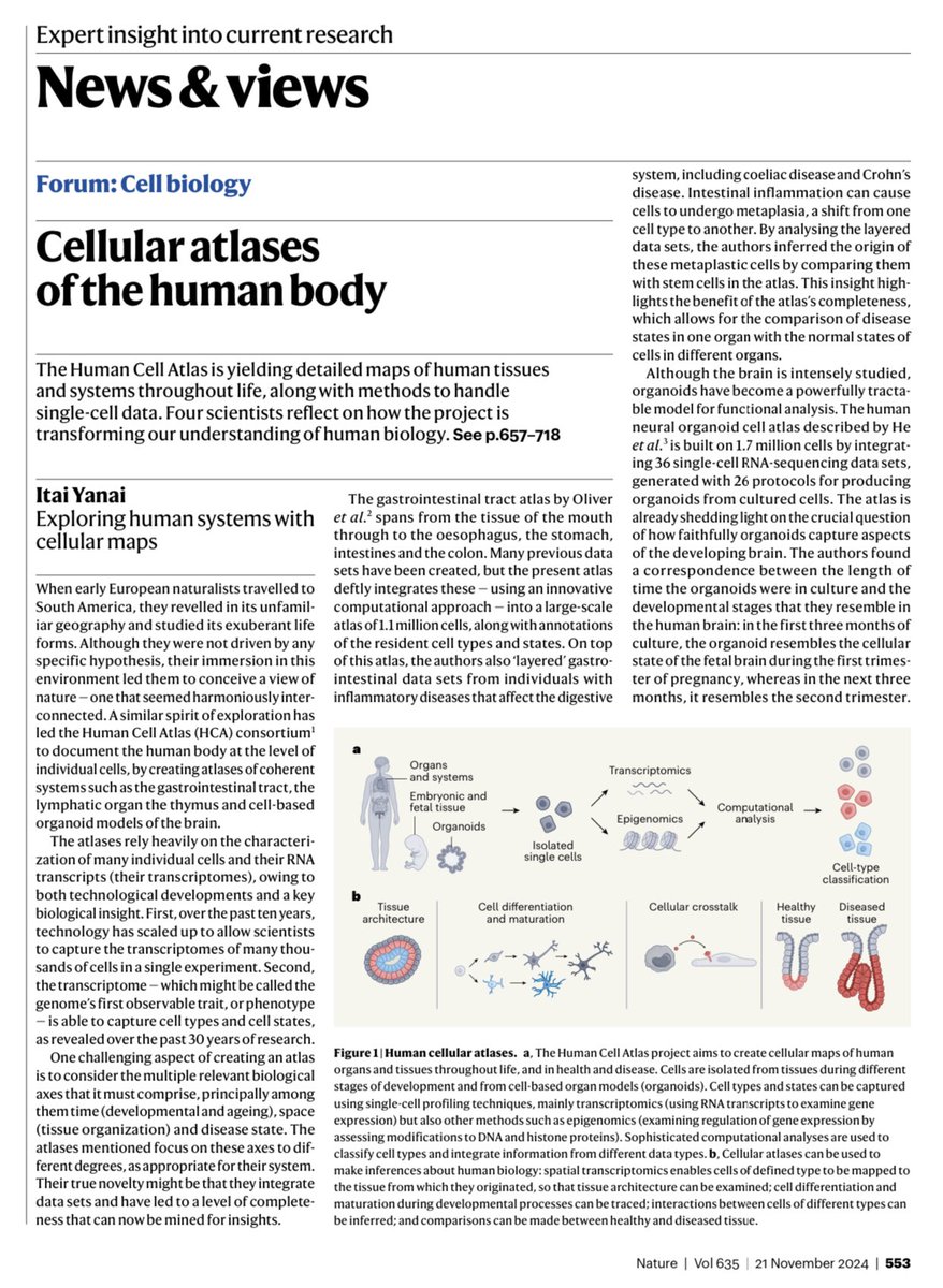 isciverse's tweet photo. Exploring human systems with cellular maps @Nature (Thread 1/N)
@ItaiYanai #Science #News #cellatlas #Cancer #biology
Open Access
https://t.co/TsOaZ9y8a3 https://t.co/zESrD1DhMV