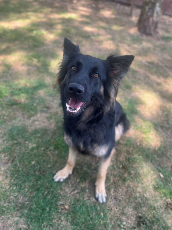 gsrescueelite's tweet photo. Elsie is 16mths old and this girl is flourishing in her #foster home, Elsie can live with older kids and is working on her doggy manners at a dog training club 
#dogs #Hampshire 
https://t.co/8ikHCkVlxX https://t.co/nFEa1J0KQK