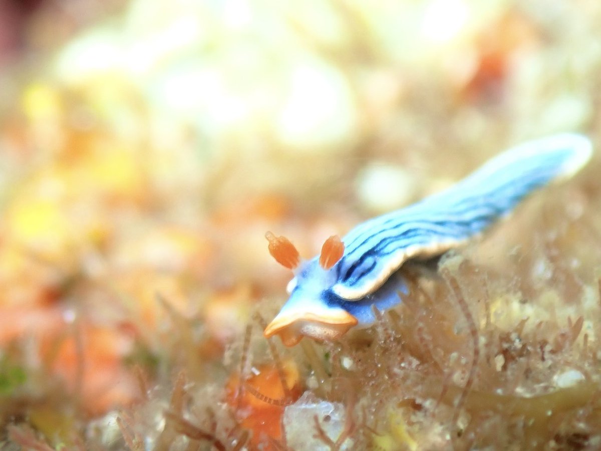 中学生の頃から愛用しているTG-6で撮った写真たち
全部素潜りで撮りました！
#TG水中写真