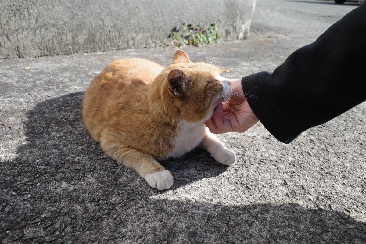 nori7770's tweet photo. ケンカに負けて敗走してきたﾈｺﾁｬﾝいたから愛でてやった https://t.co/mcoZGG7QCy