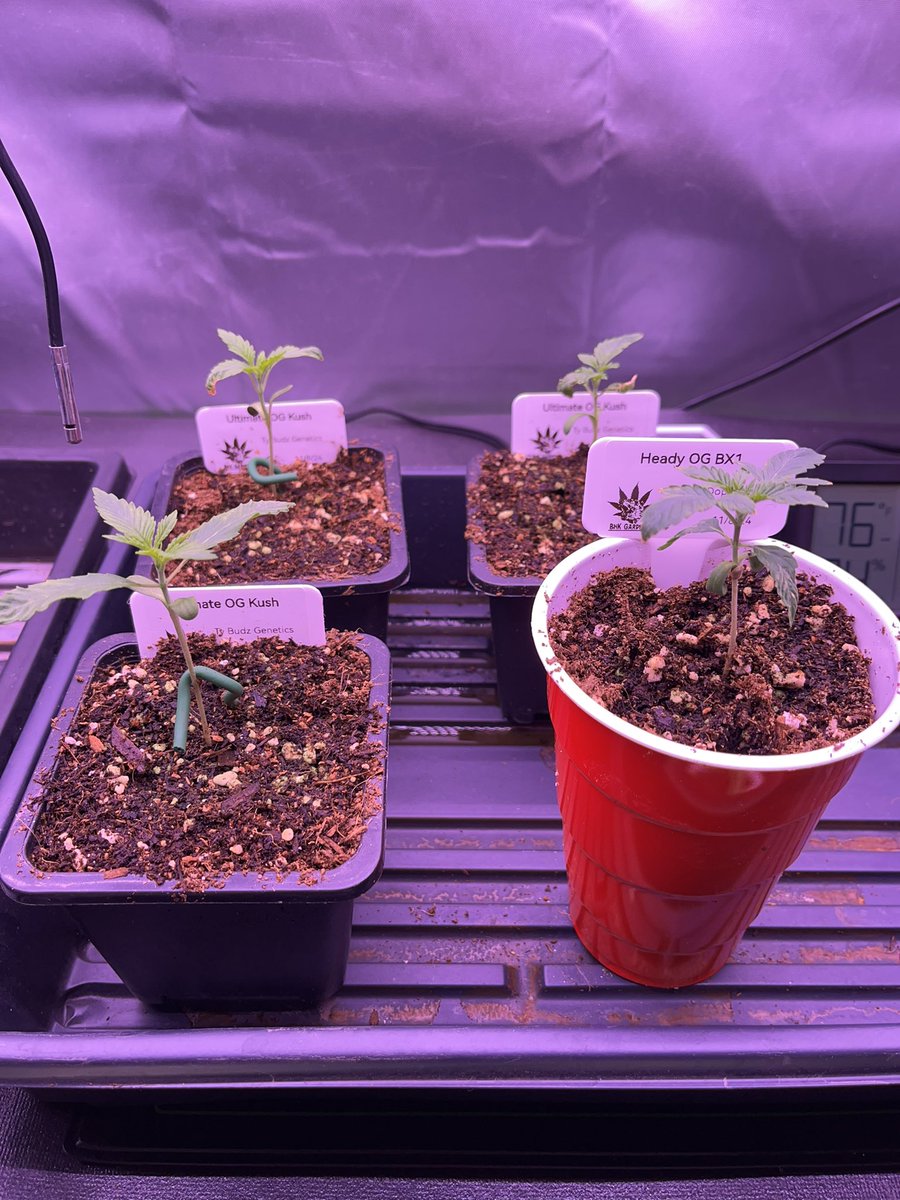 BnKGardens's tweet photo. Ultimate OG Kush and Heady OG BX1 are looking great. 

@TyBudzGenetics  and  @MendoDope https://t.co/yAiS26bupL