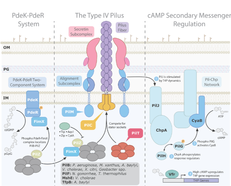 Type IV pili (T4P) are important virulence factors in many bacterial pathogens. This #JBacteriology review explores the mechanisms regulating T4p motor function, which could be harnessed to disable the pili in pathogenic bacteria. Get the full story: asm.social/2bR