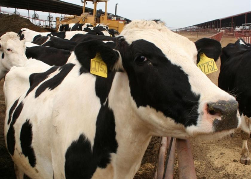 SIMV_RP's tweet image. 🐄🦠 Le virus de la #leucémie bovine provoque une baisse de la production de lait et des #mammites

ow.ly/1ZpY50Ubz2E