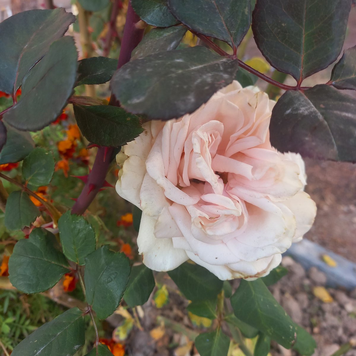 Hier noch eine Blüte des Tages, gerade entdeckt ☺️