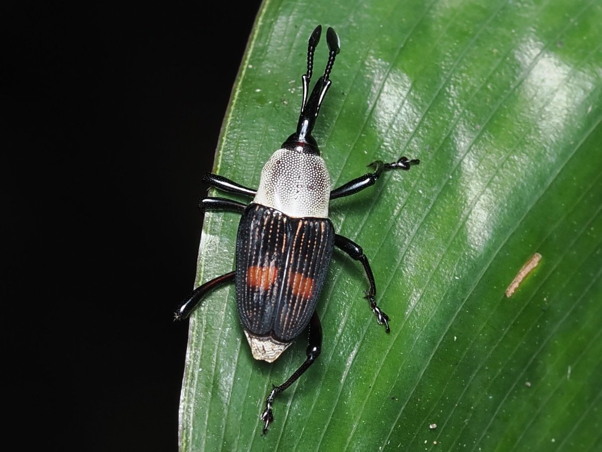 FritillaryLilly's tweet photo. Cercidocerus albicollis. A handsome #weevil from #Ghana. #coleoptera #naturelovers #NatureBeauty #TwitterNatureCommunity #insects #bugs #ento #Entomology https://t.co/aPQoINR8he