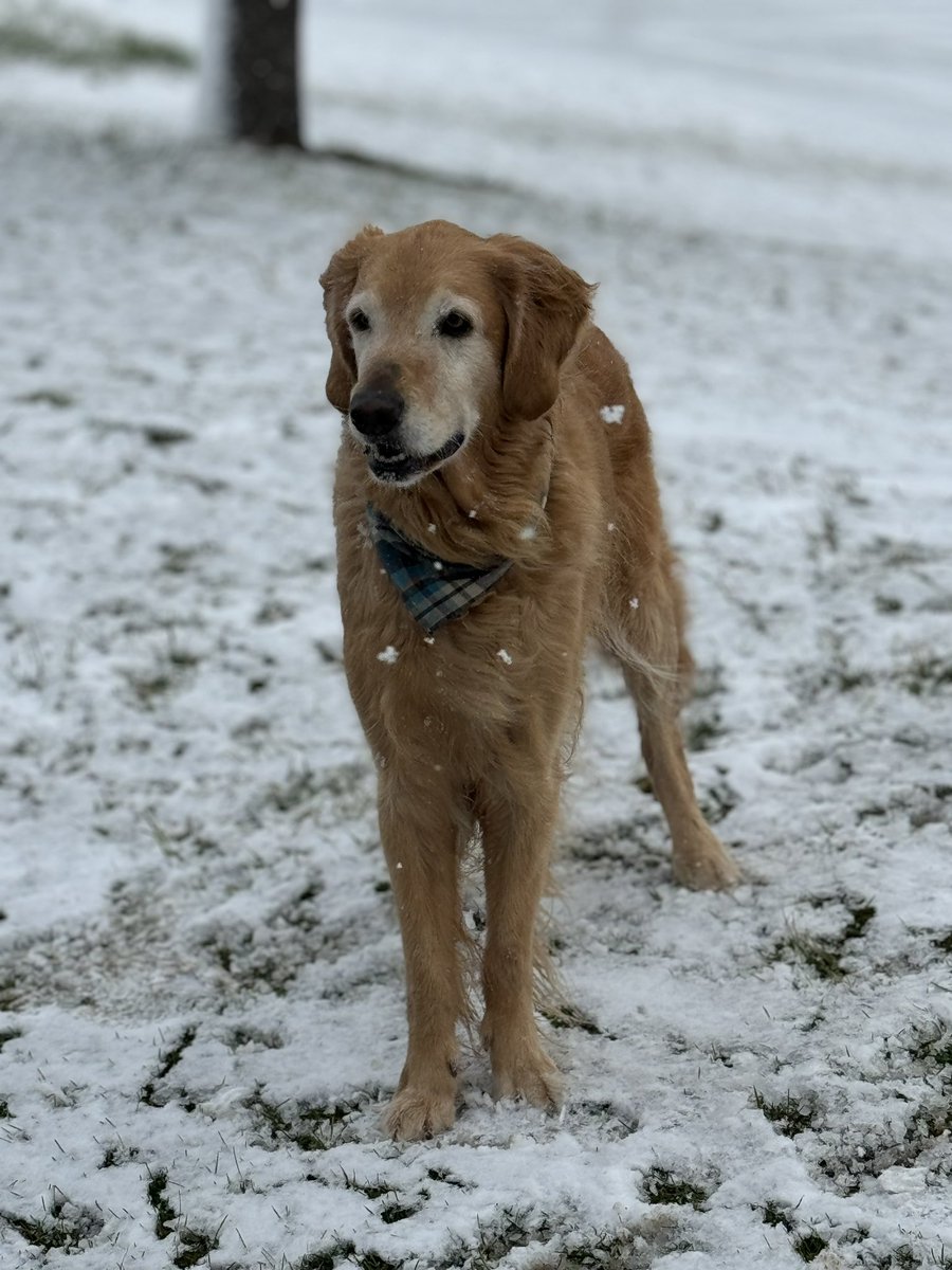 purdueturfy's tweet image. There's always lemonade to be found from the apple tree #golfcourselife #ouroffice #dogsofturf