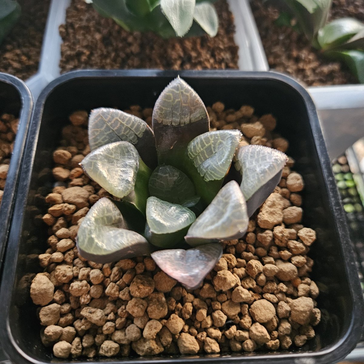 atplant11's tweet image. 다들 하월시아 하면 좋겠다

#하월시아 #다육식물 #haworthia
#haworthialover #ハオルチア
#たにくしょくぶつ #多肉植物