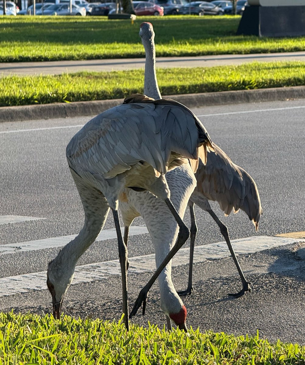 cattysheba's tweet image. Good morning!!!  Just a family of
#sandhillcranes
having a little breakfast.   Nothing to see here.

#birdsinflorida
#goodmorning
#beautifulday
#florida