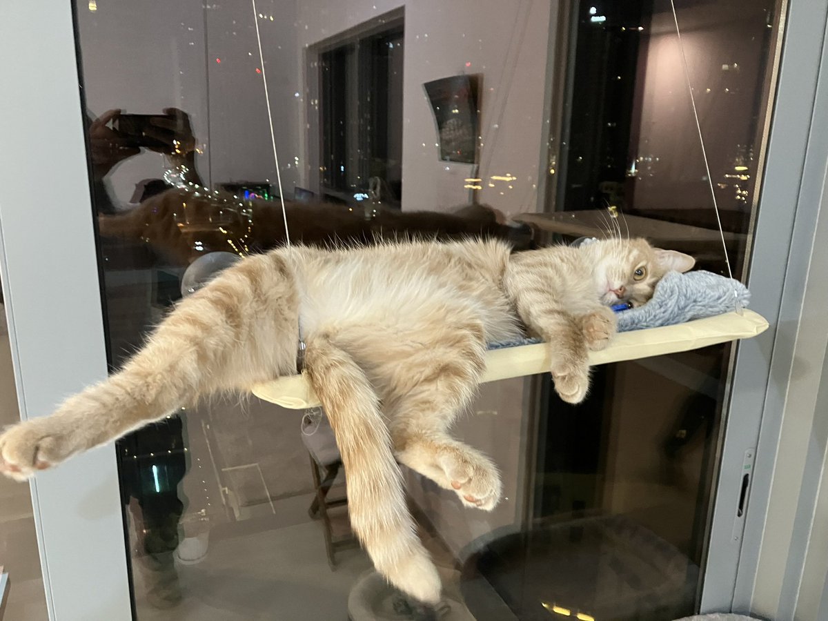itmistakes_com's tweet image. The Orange Cat 🐈 😁
