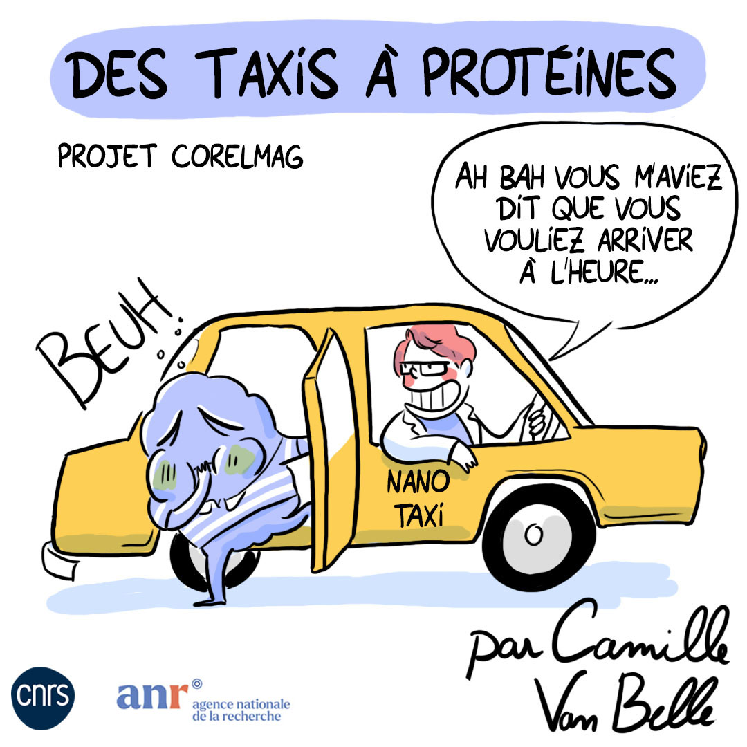 CNRS_Alsace's tweet image. 🗨️𝗕𝗗𝑒́𝑐𝑜𝑢𝑣𝑟𝑜𝑛𝑠 CORELMAG 1/13
Concevoir des taxis à protéines pour (dé)livrer des médicaments avec précision : un défi relevé par l&apos;@IPCMSlab ! Découvrez ce projet en BD
1 jour = 1 vignette
 @AgenceRecherche @CNRS  @CNRSchimie #SAPSCNRS #sante #chimie #materiaux