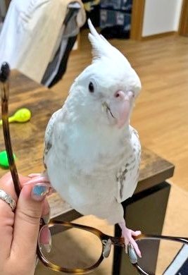 wasizu7masahiko's tweet photo. 🔶#拡散RP希望🔶#迷子インコ #迷子鳥は警察へ
✳️名前『おもち🐥ちゃん』🎅🎁🎄🎉🎂🐸
⭕️#オカメインコ #ホワイトフェイス
⭕️体⇒白⚪️とグレー🔘
⭕️鳴く(*^O^*)
⭕️保護されて💖いませんか？(^-^;💦
⭕️埼玉県 #大里郡寄居町 ～迷子😢
⭕️令和6年7月5日以降行方不明😭
#どんな些細な情報でもお願いします🙏 https://t.co/S0NU7rlR5p
