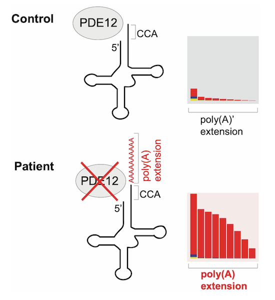 EMBO Mol. Medicine (@embomolmed) on Twitter photo Pathogenic PDE12 variants impair mitochondrial RNA processing causing neonatal #MitochondrialDisease.
🗞️doi.org/10.1038/s44321…
By <a href="/LindseyVanHaute/">Lindsey Van Haute</a> & colleagues <a href="/mito_gene/">Minczuk Lab</a> <a href="/taylorlabncl/">Taylor Lab</a>
Read related highlight by C. Yu, <a href="/MarcoTigano/">Marco Tigano</a> & E. Seifert ➡️ doi.org/10.1038/s44321… Pathogenic PDE12 variants impair mitochondrial RNA processing causing neonatal #MitochondrialDisease.
🗞️doi.org/10.1038/s44321…
By <a href="/LindseyVanHaute/">Lindsey Van Haute</a> & colleagues <a href="/mito_gene/">Minczuk Lab</a> <a href="/taylorlabncl/">Taylor Lab</a>
Read related highlight by C. Yu, <a href="/MarcoTigano/">Marco Tigano</a> & E. Seifert ➡️ doi.org/10.1038/s44321…