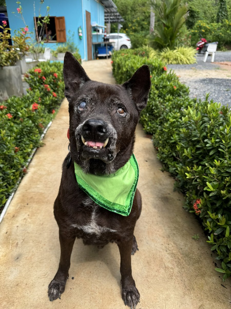 NiallHarbison's tweet photo. Big Mac is with us as he has kidney failure. I can’t believe how well he is doing since he got his golden ticket… (1/3) https://t.co/pUQS0OoSRx