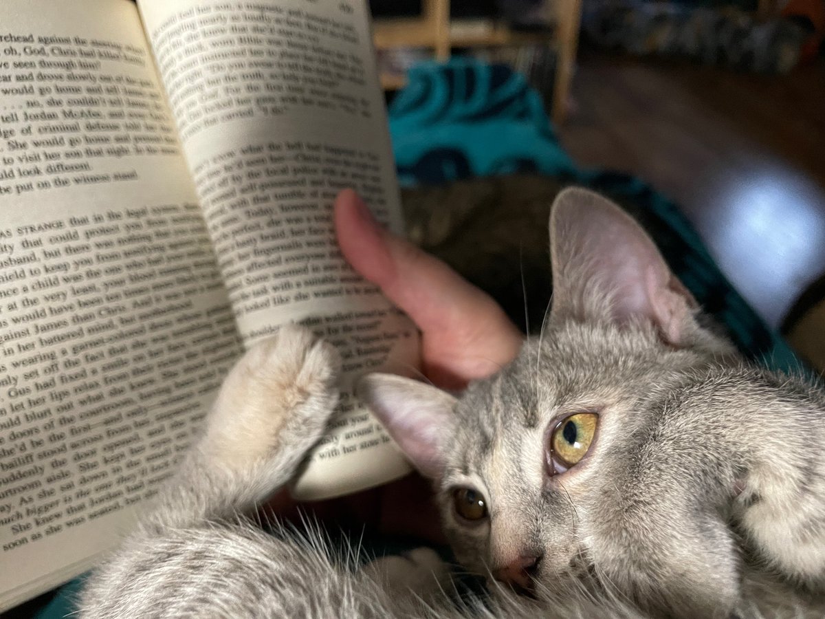 Dear friends, as you know I really struggle with the loss of Waldo. Its been 2 years. I have been lucky to have Leroy for support. A few weeks ago his and Waldo’s sister Juno passed over the 🌈. Since then we have adopted a kitten, Maybelline - Maybe for short.