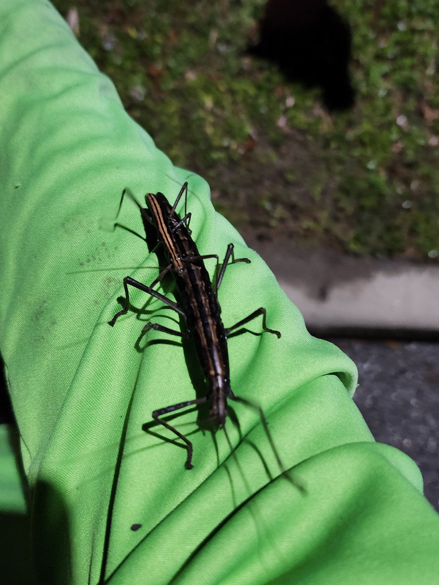 🍄Scott.Shroom🍄 tweet media