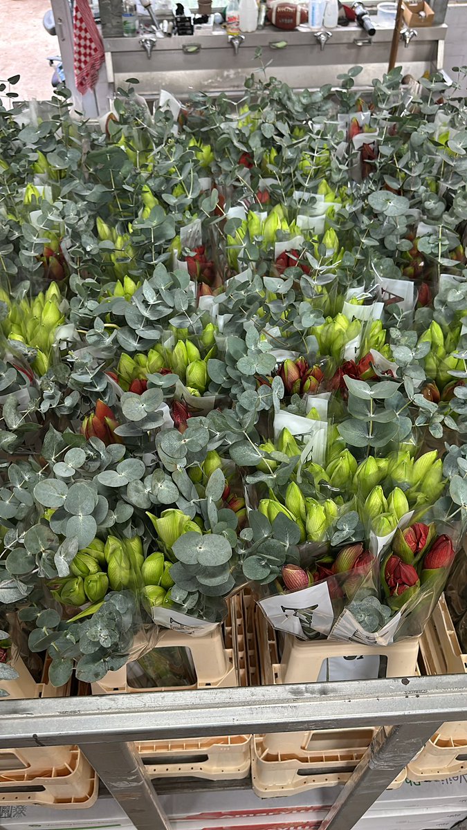 Morgen voor t eerst op <a href="/Luushooyman/">@Luus RFH (klok)</a> <a href="/FloraHolland/">Royal FloraHolland</a> Aalsmeer, bosjes amaryllis met eucalyptus!