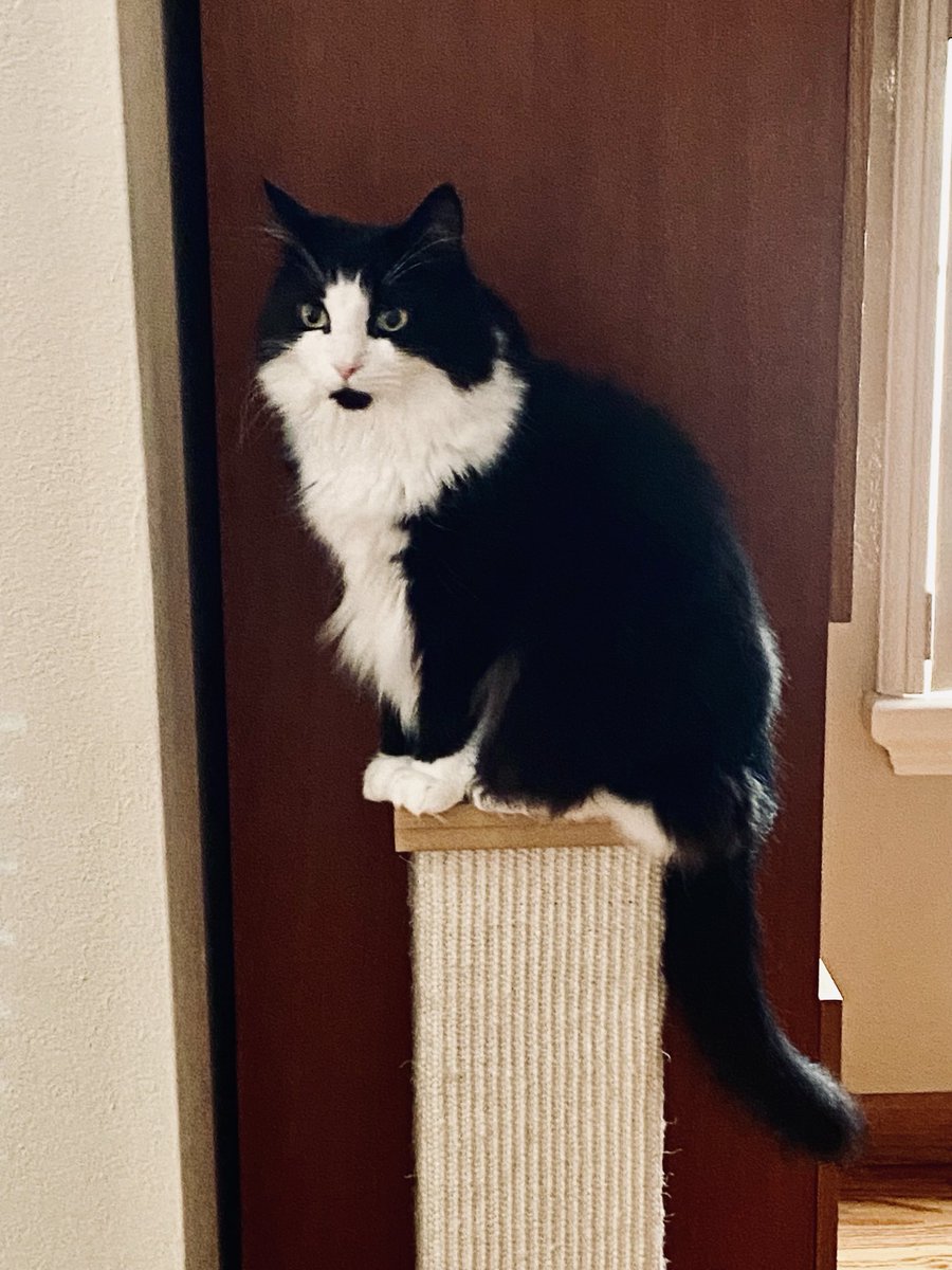 MemeCat99014509's tweet photo. ๐พComing to you high on ๐ of my
scratching post to wish every๐พdee
a catterrific #Purrsday!๐บ๐พ
๐งก๐ค๐งก๐๐ค to all!
๐ค๐ค~Sally
#CatsOfX #CatsOfTwitter #CatsAreFamily #ThursdayCats #CatsAreCool #AnimalLover #AlwaysBeKind #Pets #Cats https://t.co/nSg1e0WfOk