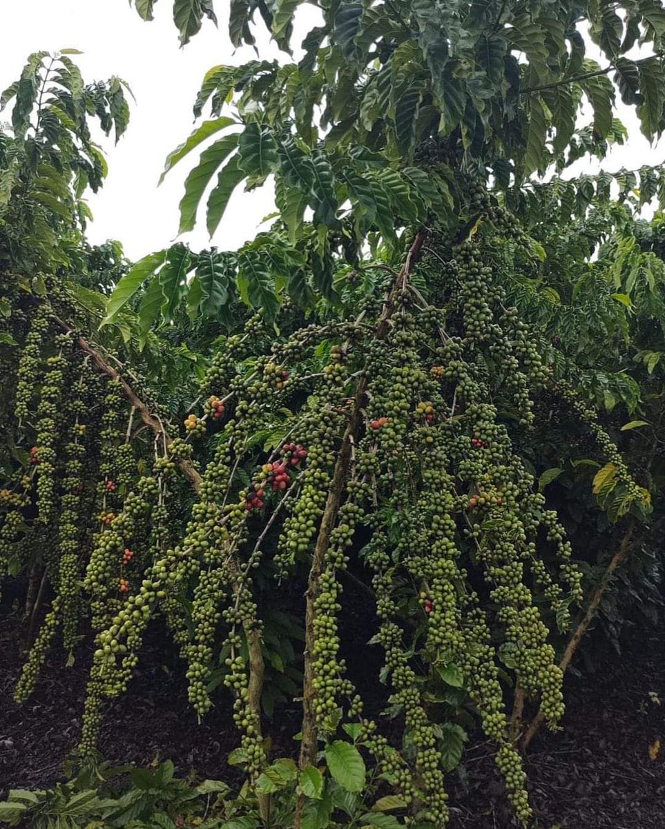 Coffee farmers often ask me about the secret to achieving a good yield!

Here are the key things to focus on:

1. Mulching
2. Intercropping with trees (agroforestry; e.g.: Grevillea robusta)
3. Fertilization
4. Pruning

#Agronomme🇷🇼