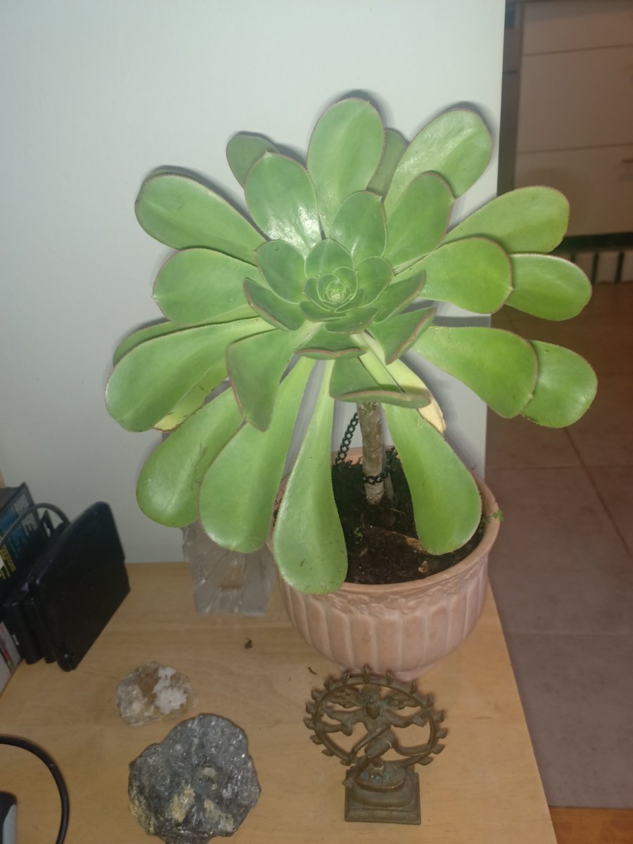 🔑 Loni Petit-souffle tweet media