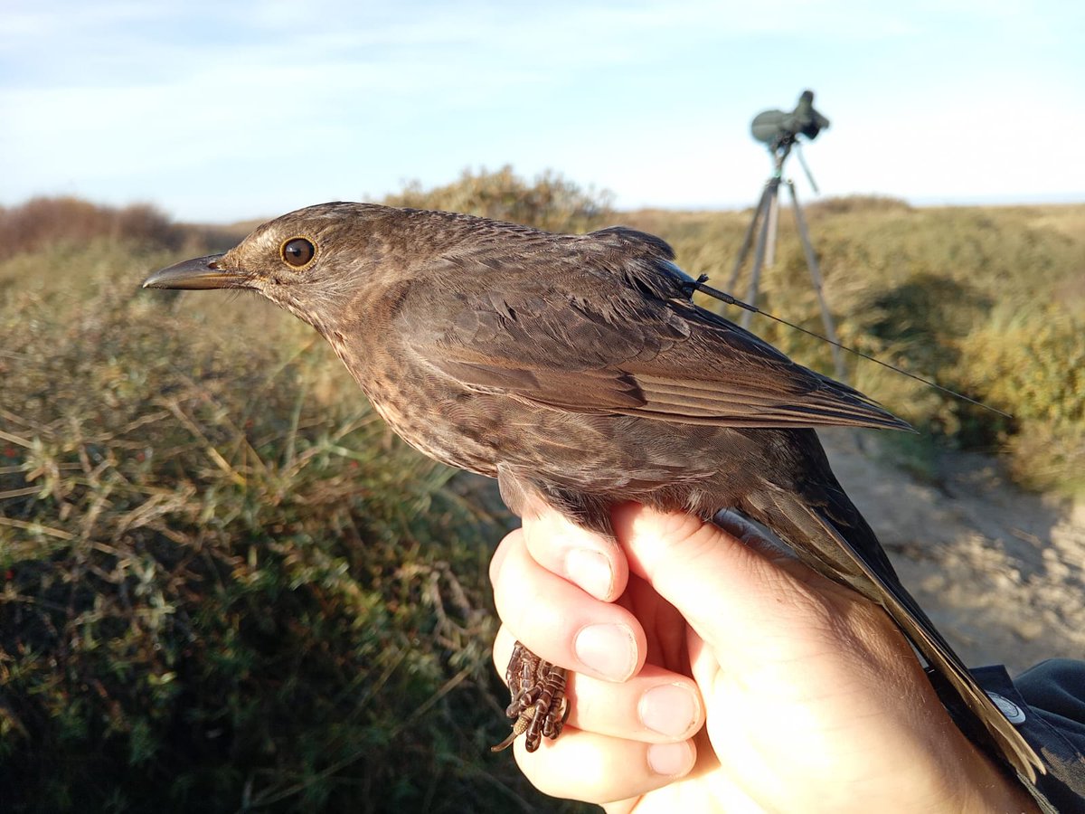 Meet our tagged Blackbirds “Gouda” and “Merle”! We've equipped 10 Blackbirds with lightweight 3 g GPS-tags to track their migration. This is a Europe-wide project and it aims to uncover wintering locations and migration routes of different populations. Safe travels to our birds!