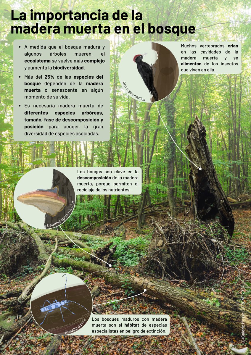 🌳🪵🍄 Los árboles caídos en el #bosque y en plena descomposición no tienen mucha popularidad entre la sociedad... Solemos pensar que son fuente de plagas, que indican dejadez o que propiciarán un incendio. Pero NO es así.

La #madera muerta es vital en los bosques 💚👇
