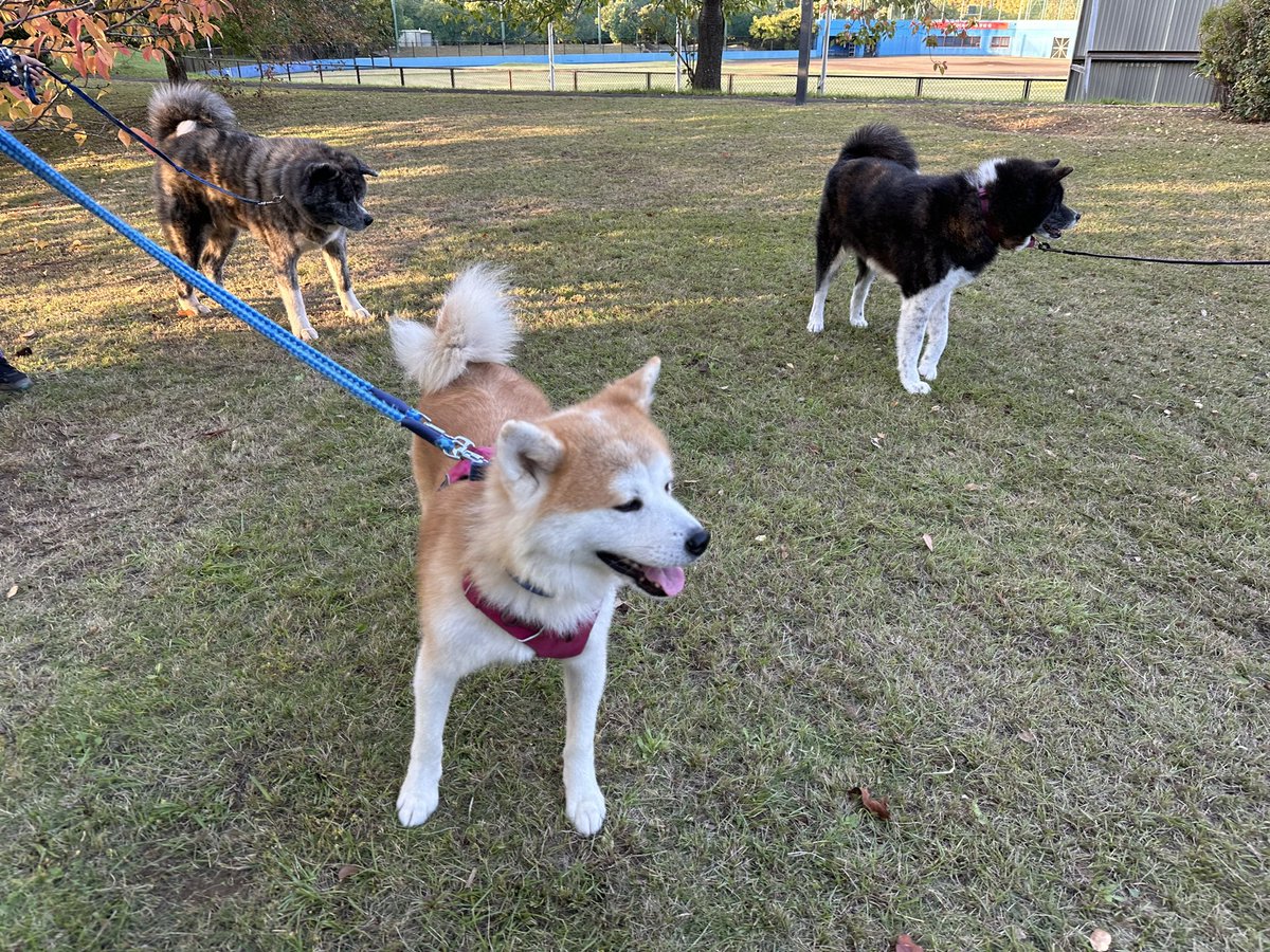 Fuga210's tweet photo. ランちゃんは我が家に来て三ヶ月が過ぎした！
来た頃は毛がパサパサで地肌が見えていたのですが毛艶も良くなり相変わらず小柄ではありますが秋田犬の風格が増してきたように思います🐕
紅葉を眺めながらモカママさんたちと近くの公園でお散歩しましたよ🍁
とっても楽しいお散歩でした🐾 https://t.co/56QnGw7bh7