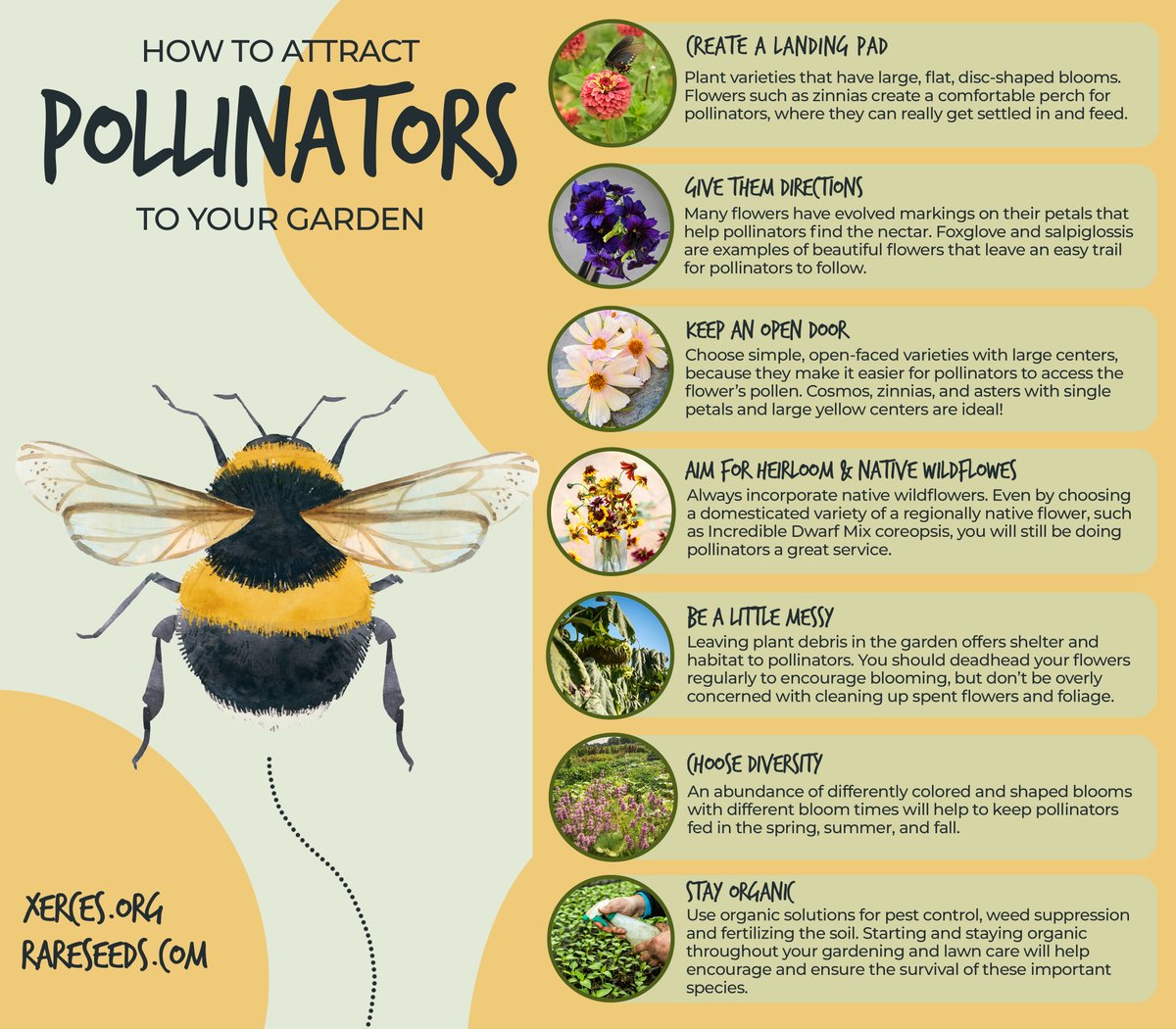FREE SEED FOR POLLINATORS! Offer ends Friday, 11/22/24 at 11:59 p.m. Any seed order of $10 will include one free pack of a pollinator-friendly variety. Seed orders of $25 include two free packs, and any order of $50 or more will include four free packs! Plan a pollinator picnic!