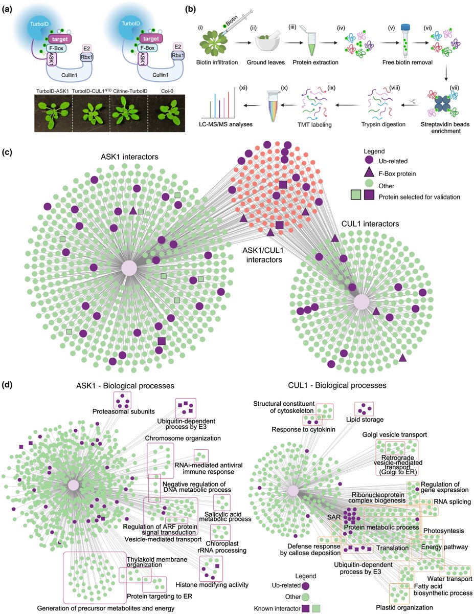 New Phytologist (@newphyt) on Twitter photo TurboID-based proteomic profiling reveals proxitome of ASK1 and CUL1 of the SCF #ubiquitin ligase in #plants
A #Letter by Sun et al.
👇
📖 nph.onlinelibrary.wiley.com/doi/10.1111/np…
#LatestIssue <a href="/wileyplantsci/">Wiley Plant Science</a> <a href="/ShabekLab/">Nitzan Shabek</a> TurboID-based proteomic profiling reveals proxitome of ASK1 and CUL1 of the SCF #ubiquitin ligase in #plants
A #Letter by Sun et al.
👇
📖 nph.onlinelibrary.wiley.com/doi/10.1111/np…
#LatestIssue <a href="/wileyplantsci/">Wiley Plant Science</a> <a href="/ShabekLab/">Nitzan Shabek</a>