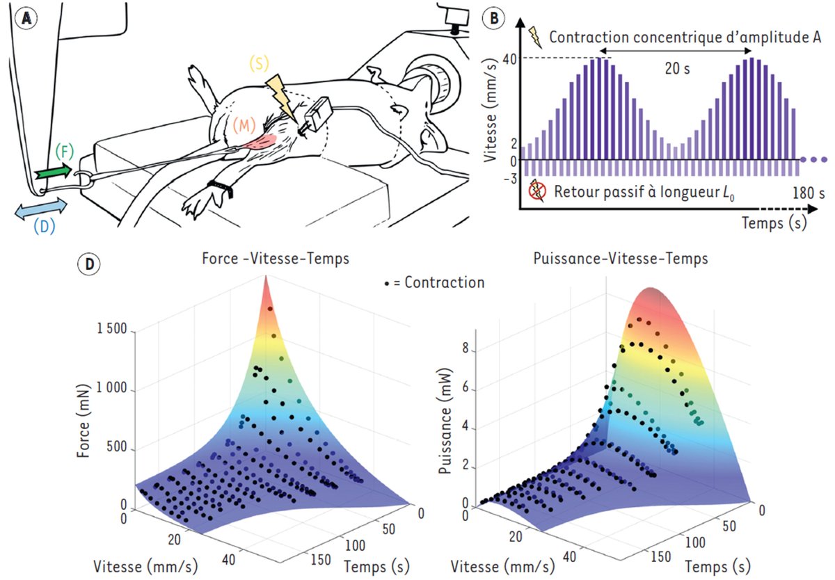 2) We setup an experimental procedure so to fit the #FoVE model to data measured directly from the in situ muscle.

3/5