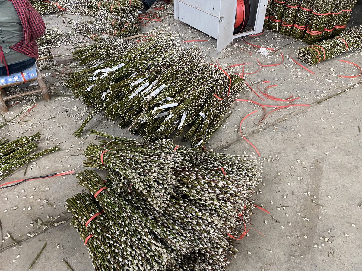 More work today #farmwork #pussywillow
#flowerbundles
#salixbouquet #freshflowerbouquet #freshflowers #freshflowersmakemehappy #flowerart