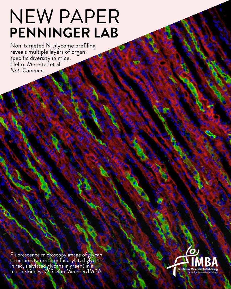 IMBA imbavienna.bsky.social (@imba_vienna) on Twitter photo New paper alert! Stefan Mereiter and colleagues in the <a href="/penningerlab/">PenningerLab</a> at IMBA and the <a href="/MedUni_Wien/">MedUni Wien</a>, together with researchers at @BOKUVienna, developed a new method to study the structure & diversity of glycans, the cell’s sugar coating, at an unprecedented scale: New paper alert! Stefan Mereiter and colleagues in the <a href="/penningerlab/">PenningerLab</a> at IMBA and the <a href="/MedUni_Wien/">MedUni Wien</a>, together with researchers at @BOKUVienna, developed a new method to study the structure & diversity of glycans, the cell’s sugar coating, at an unprecedented scale: