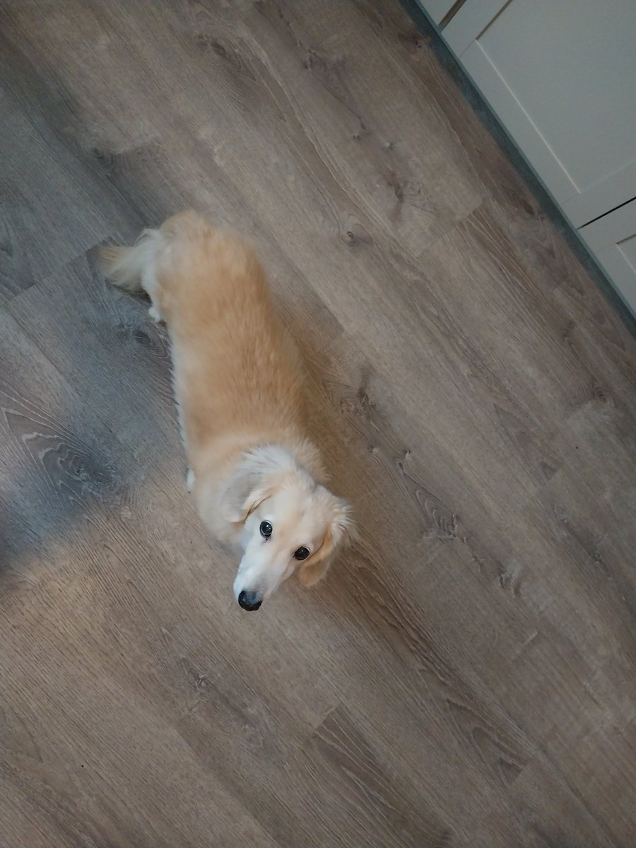 How my dog looks at me when I go 5 and 12 with V Dapples  😭 #Splatoon #Splatoon3 #Dapples