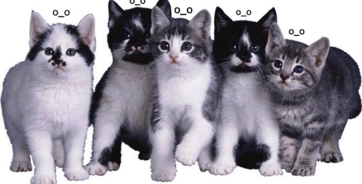 Kitty archives ♡ (@puppierz) on Twitter photo 