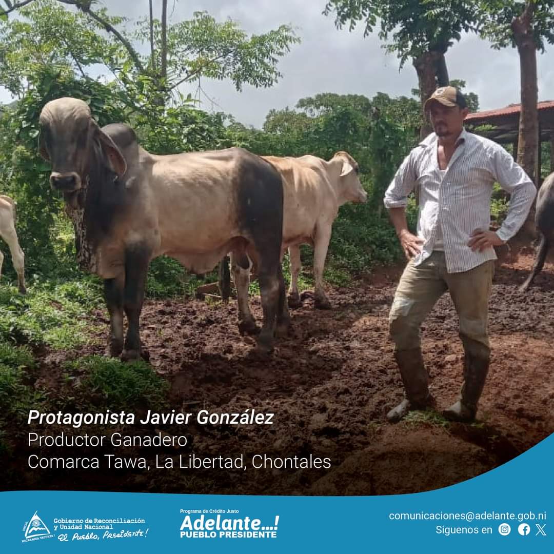 El Protagonistas Julio González  ha invertido su crédito otorgado por el #ProgramaAdelante  en la compra de un semental con encaste en leche y carne para mejorar la genética de su hato bovino y su actual producción ganadera 🐮🧀🥛

#DanielTiemposDeVictorias 🔴⚫️✊🏼