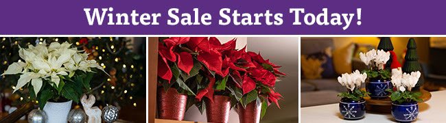 Please consider supporting our CTSOs by using the link. There are lots of cool plants and also candles, all winter themed. Items will be available for pickup at school on DEC 12th and local drop off will be arranged if possible. 🌺 🕯️🎄 app.fundraiseit.org/shop.php?code=…