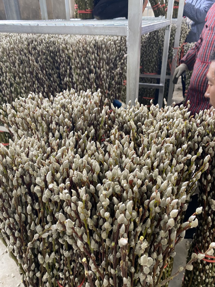 It's a busy day for all of us. #workday
#harvestseason
#flowerharvest #flowerharvesting
#festivecollection #springfestival #flowerdecoration #flowerarrangement #flowerfarmer #pussywillow